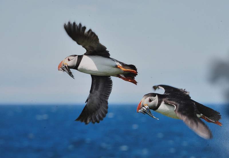 Chris Brooks - Puffins in Flight.jpg